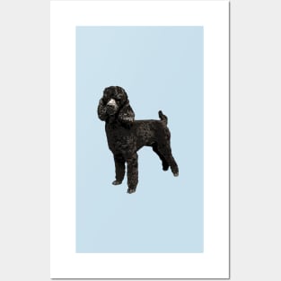 Poodle Black Mini Toy Cutie Posters and Art